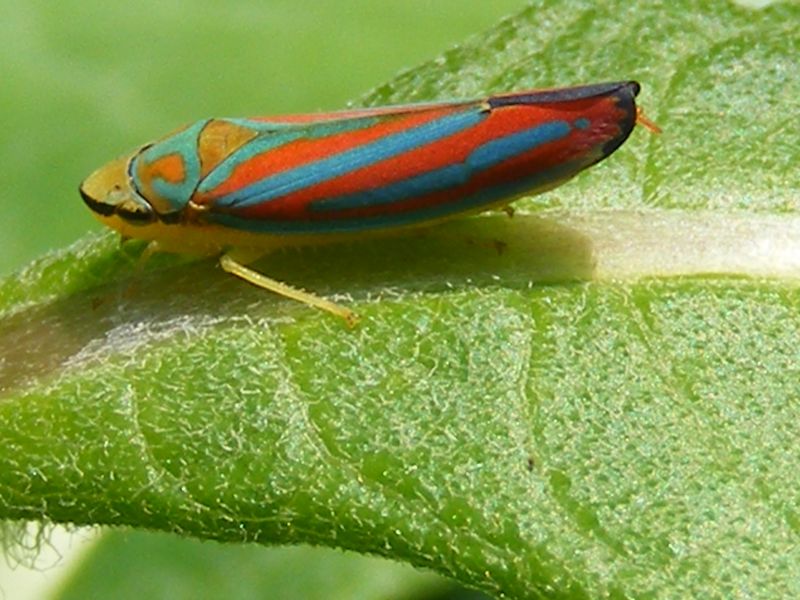 Leafhoppers