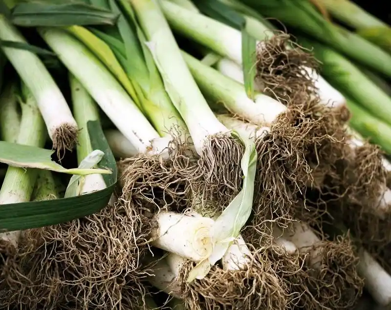 Leek