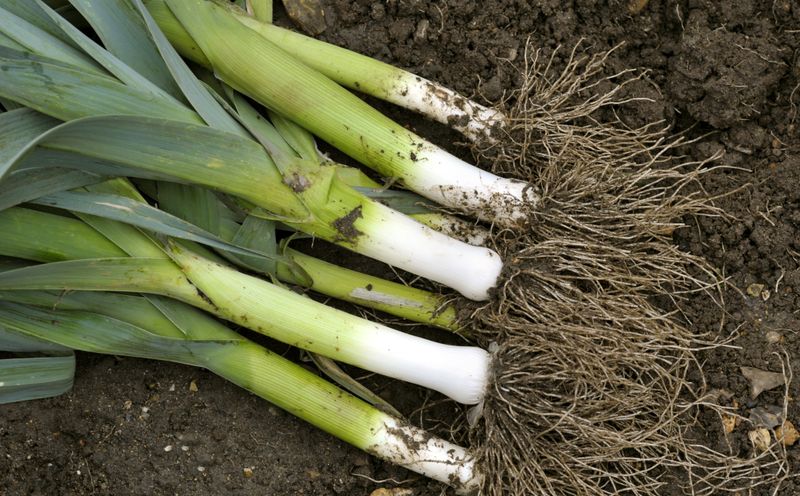 Leeks