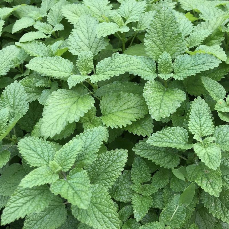 Lemon Balm