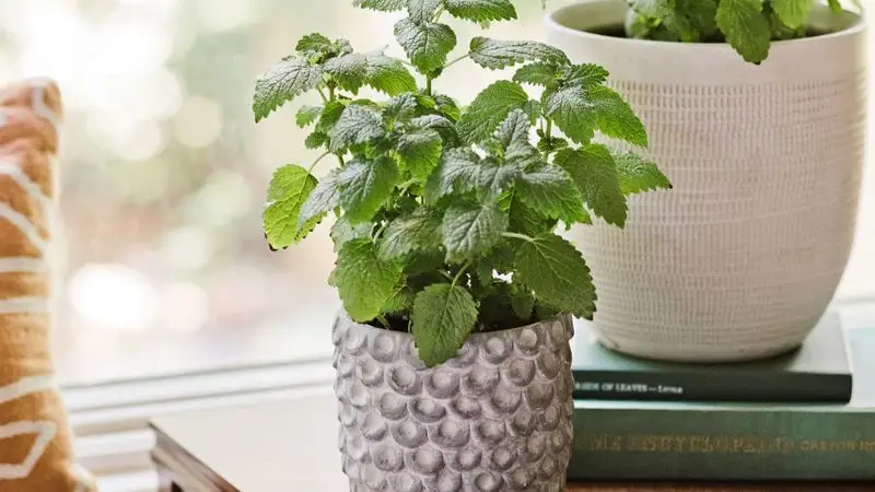 Lemon Balm