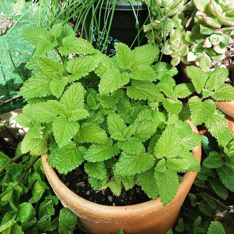 Lemon Balm