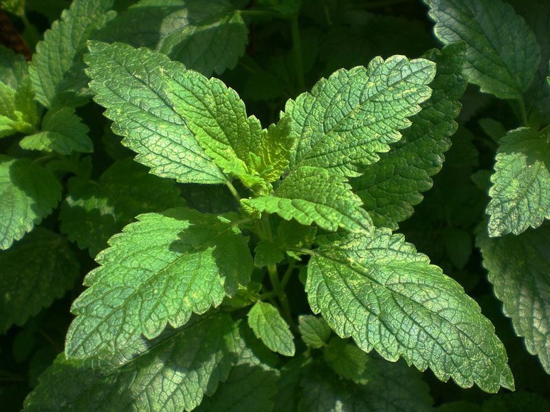 Lemon Balm Bliss