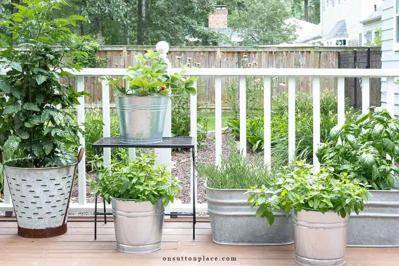 Lemon Balm Pots