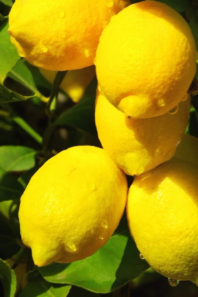 Lemons