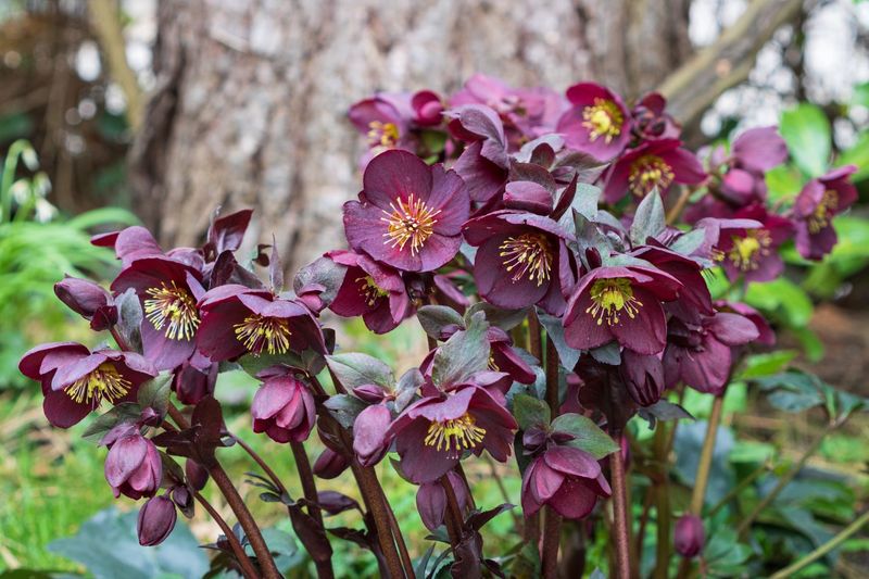 Lenten Rose