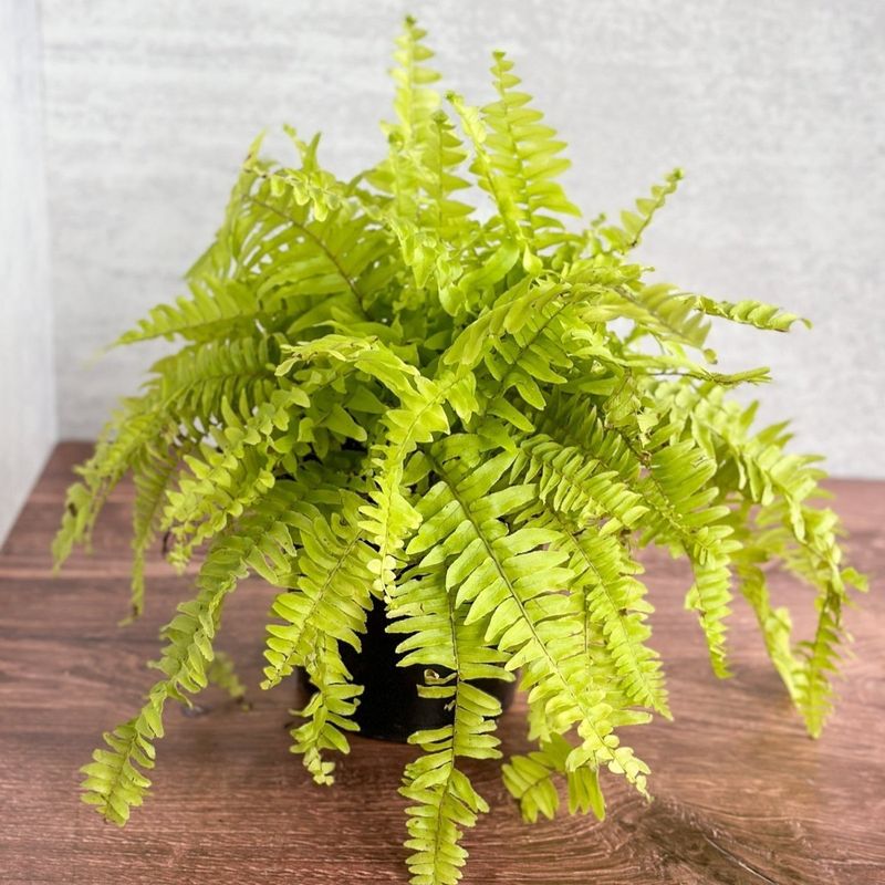 Leprechaun's Gold Fern