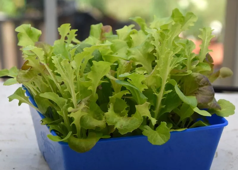 Lettuce