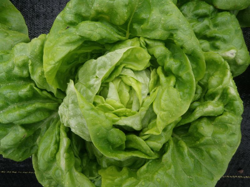 Lettuce