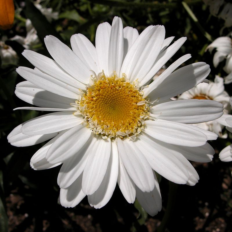 Leucanthemum (Shasta Daisy)