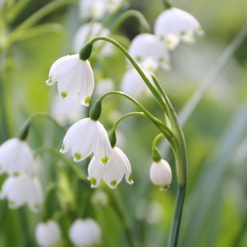 Leucojum