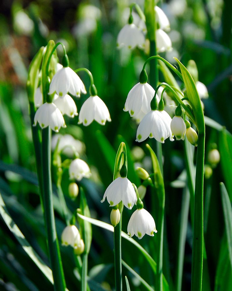 Leucojum