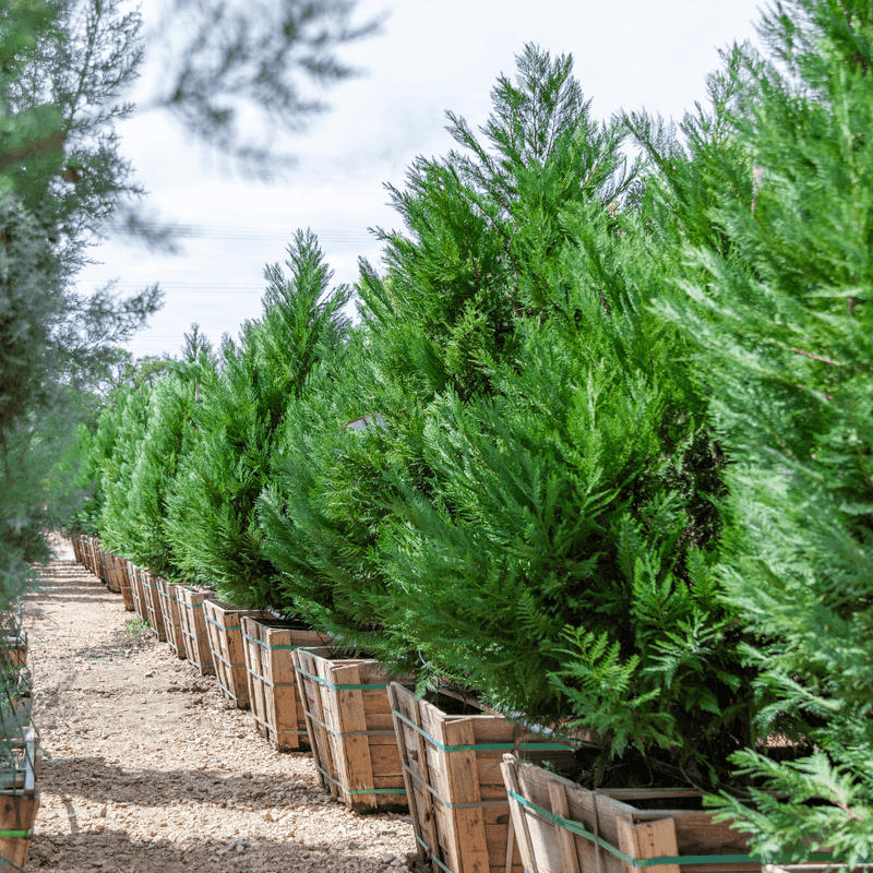 Leyland Cypress