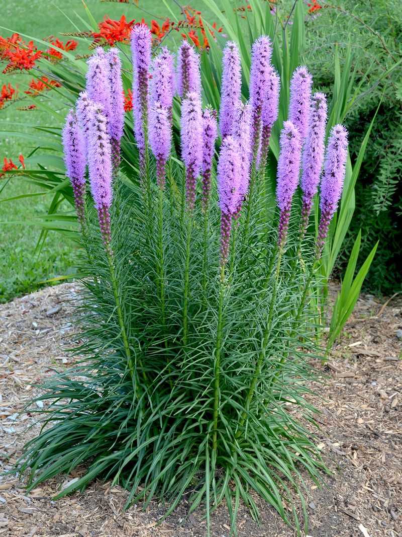 Liatris