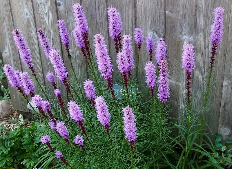 Liatris (Blazing Star)