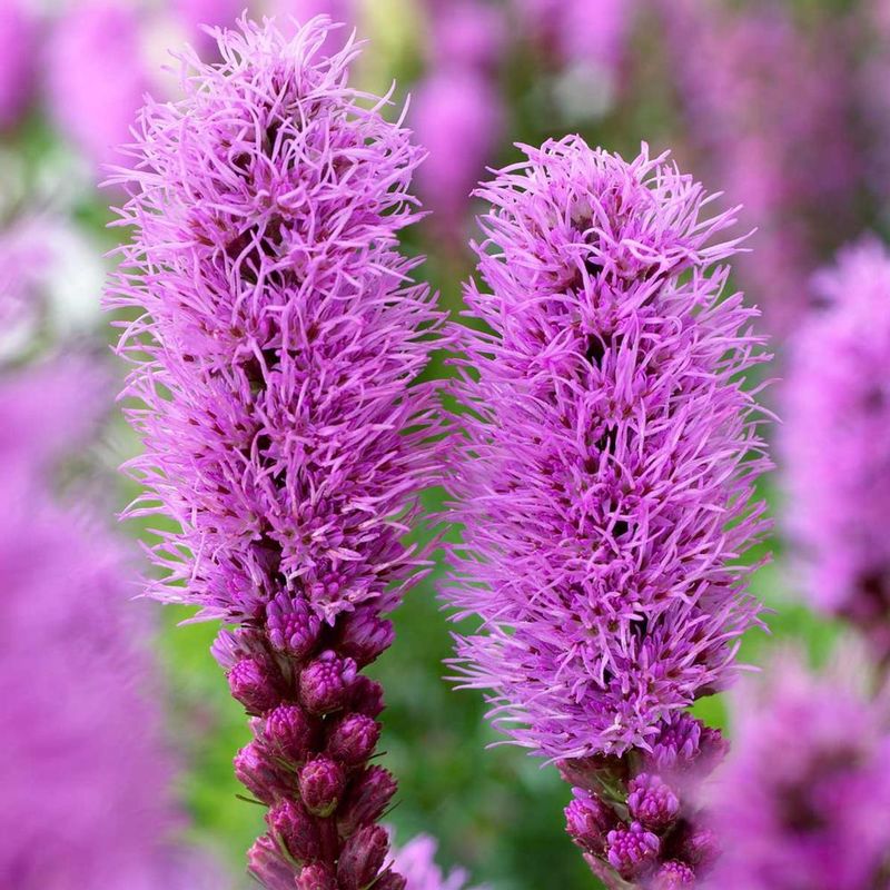 Liatris (Blazing Star)