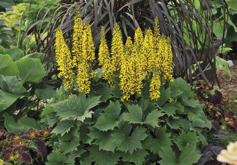 Ligularia