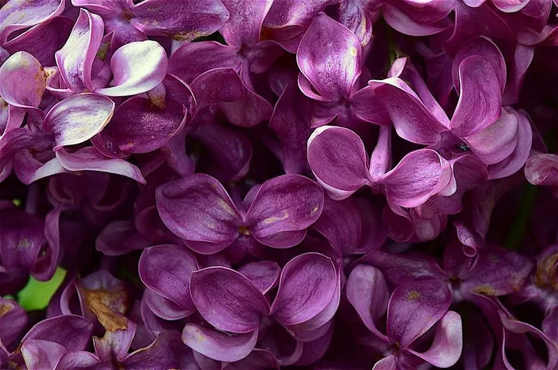 Lilac