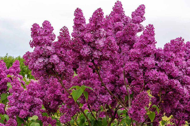 Lilac Bushes