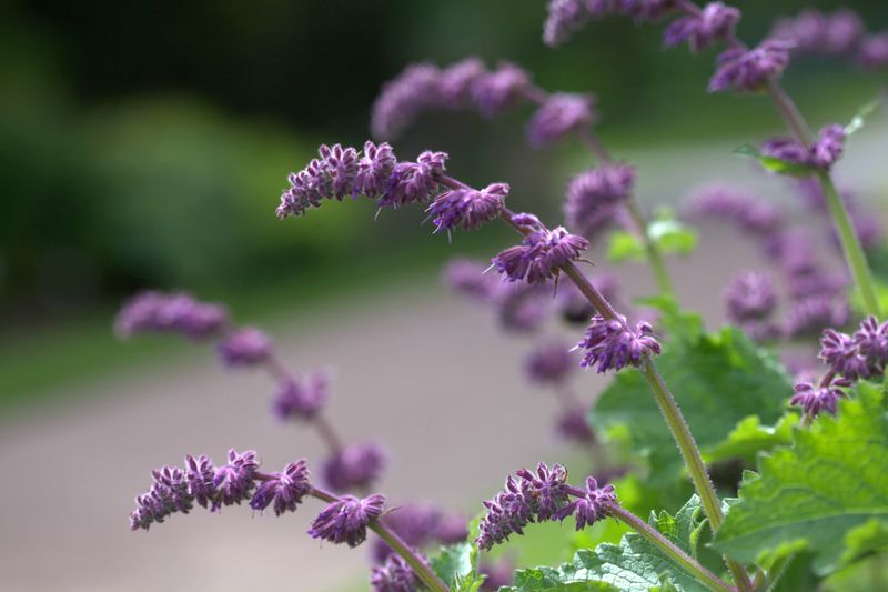 Lilac Sage