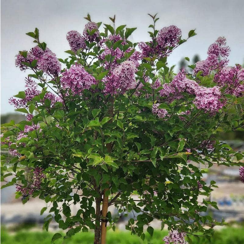 Lilac (Syringa)