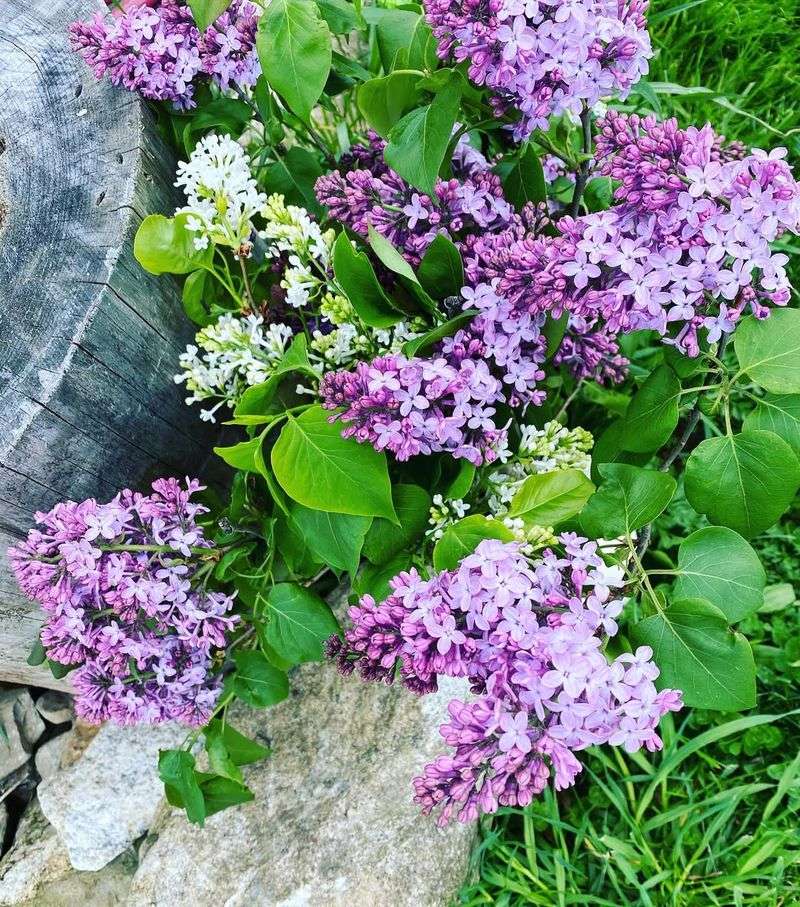 Lilacs