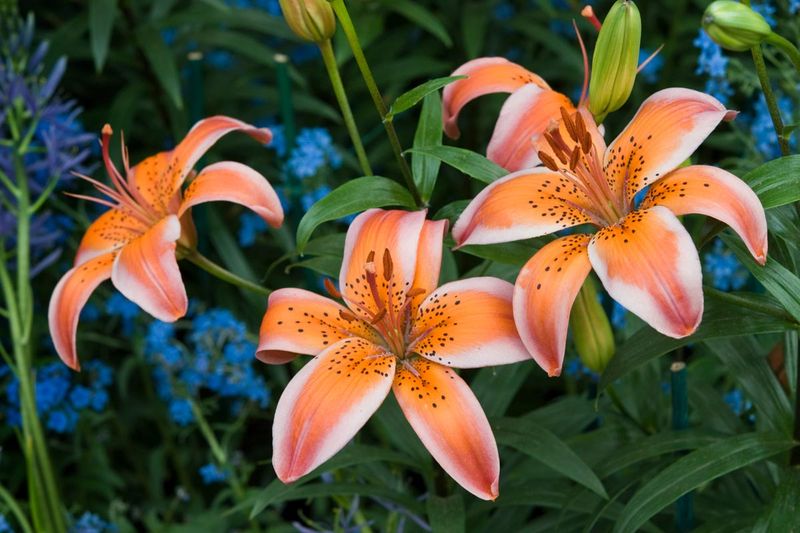 Lilies