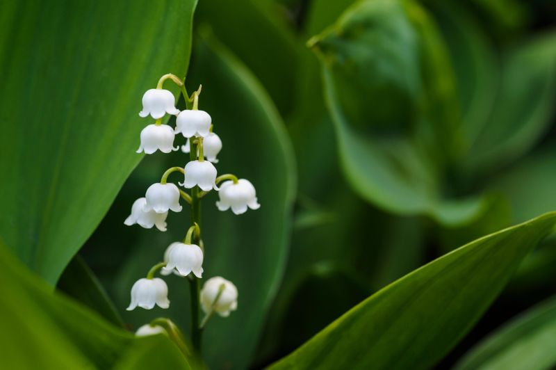 Lilies of the Valley