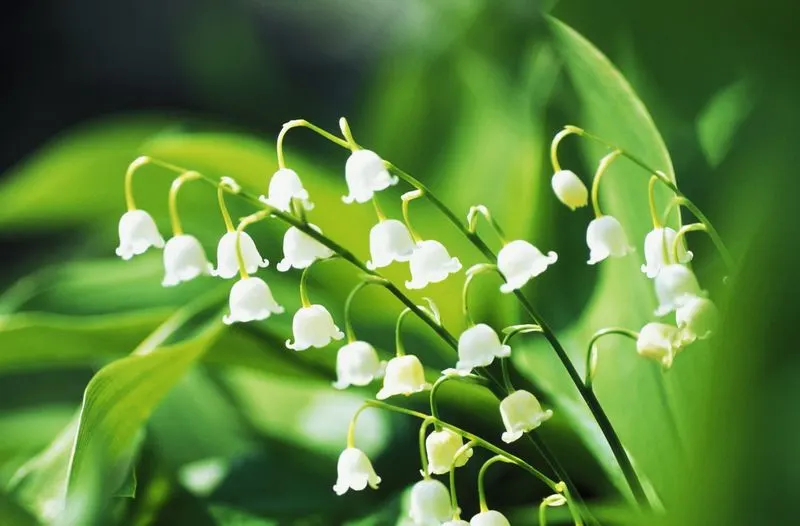 Lilies of the Valley