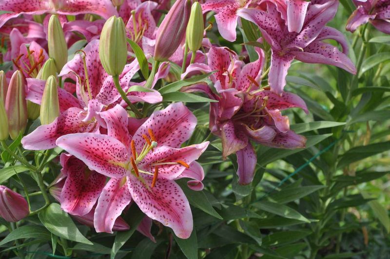 Lilies