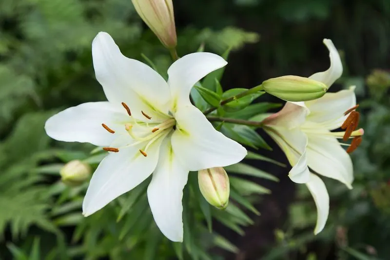 Lily 'Joan of Arc'