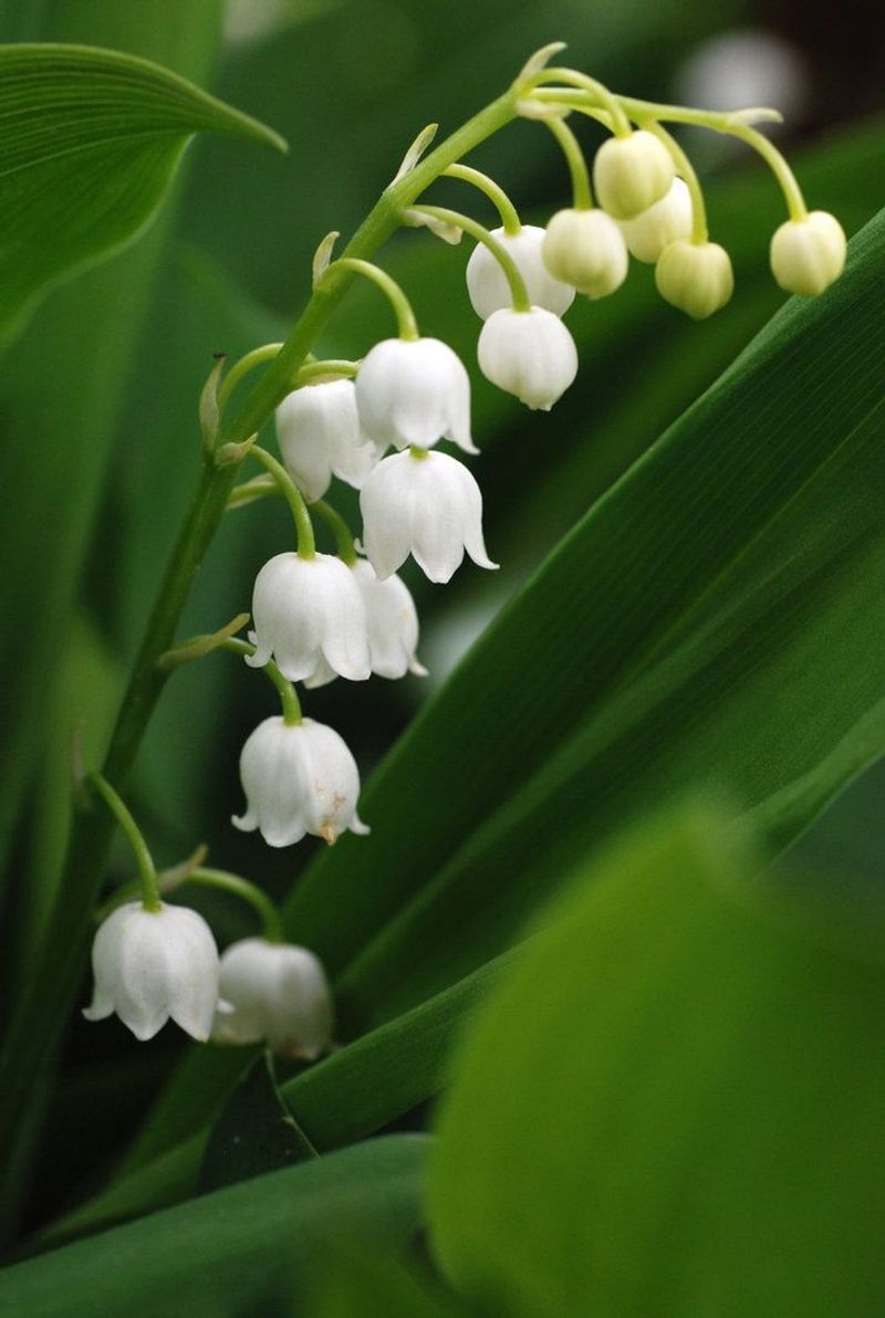 Lily of the Valley