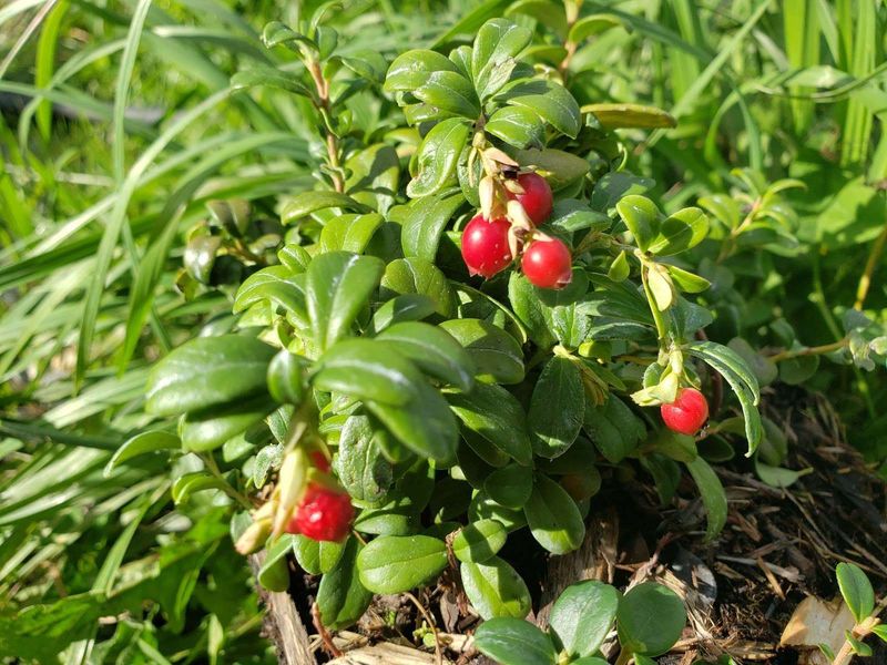 Lingonberry (Vaccinium vitis-idaea)