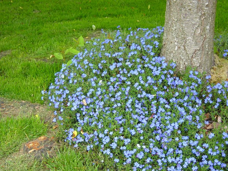 Lithodora