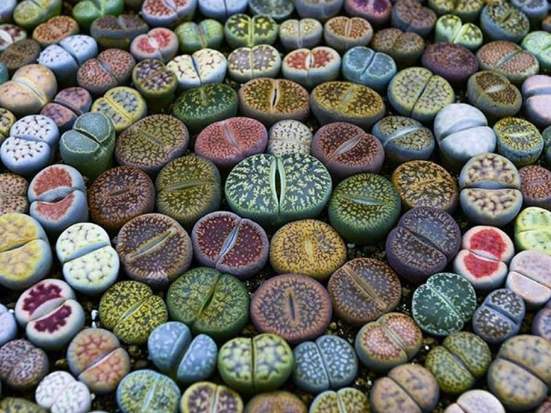 Lithops