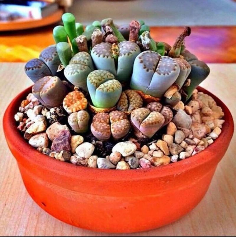 Lithops