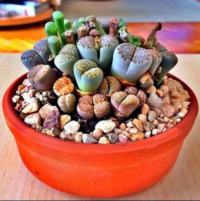 Lithops