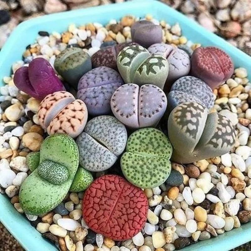 Lithops