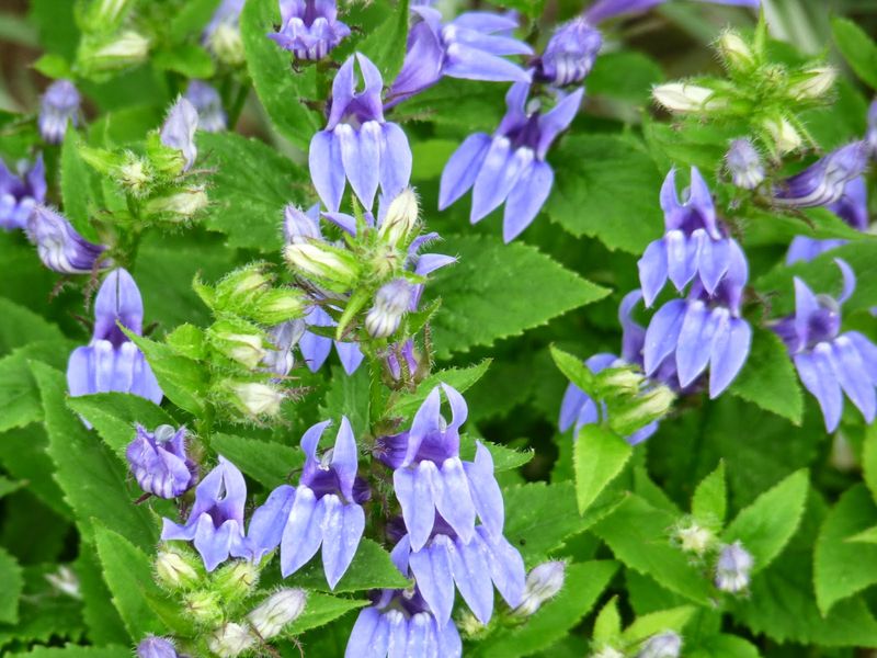 Lobelia