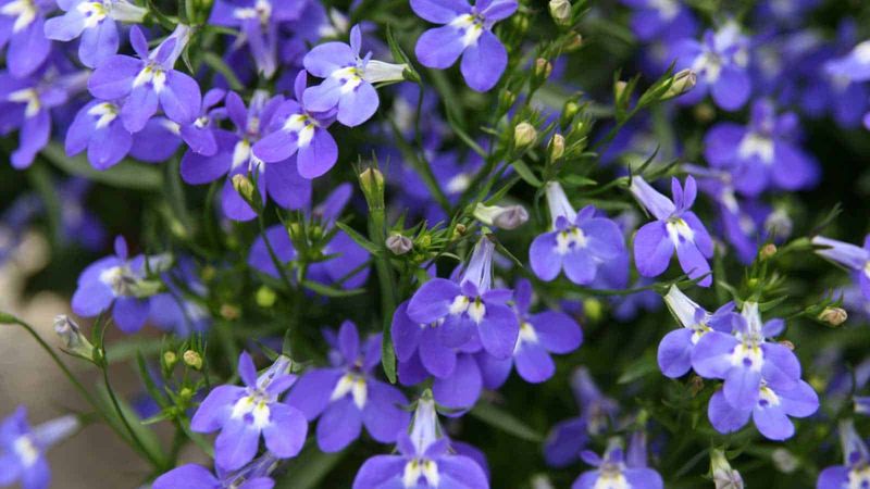 Lobelia Luster