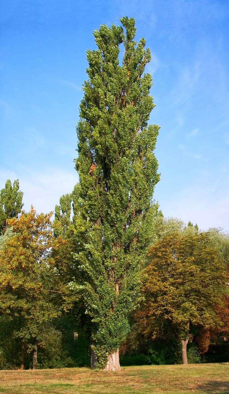 Lombardy Poplar