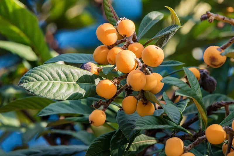 Loquat Tree