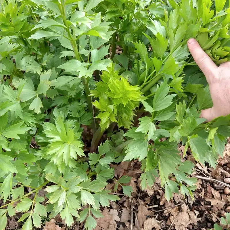 Lovage