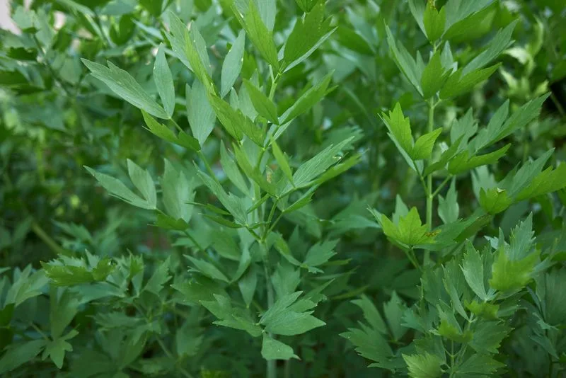 Lovage
