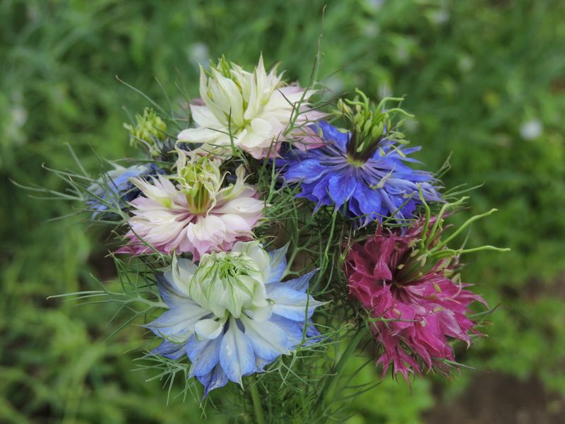 Love-in-a-Mist