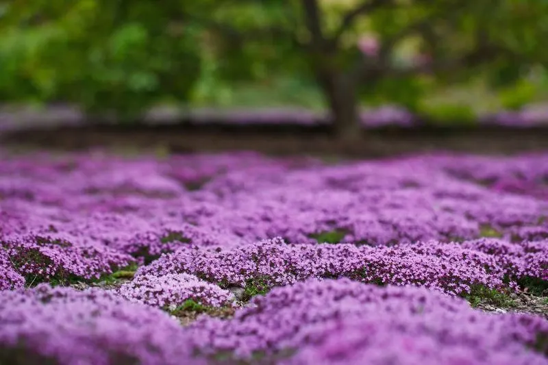 Low-Maintenance Lawn Alternatives