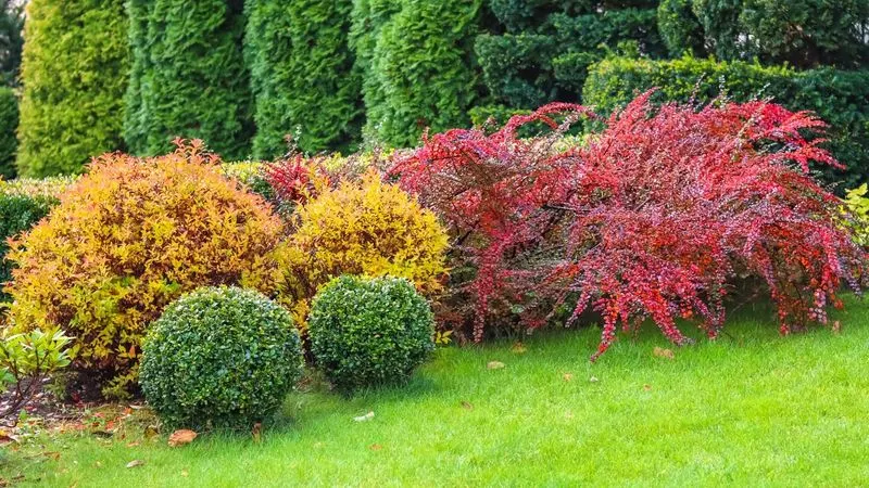 Low-Maintenance Shrubs