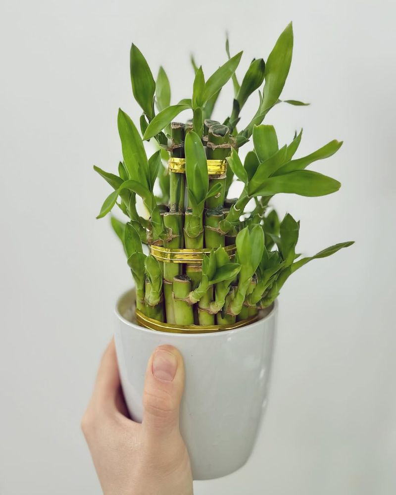 Lucky Bamboo