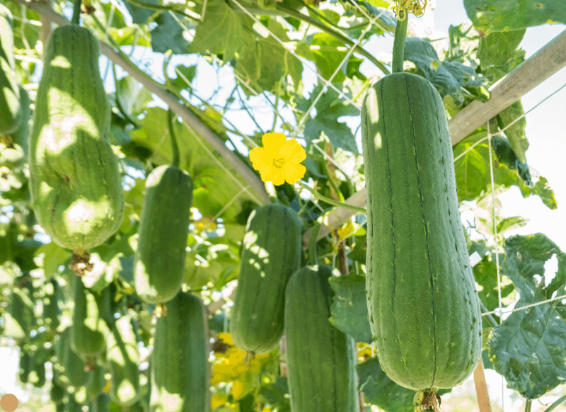 Luffa