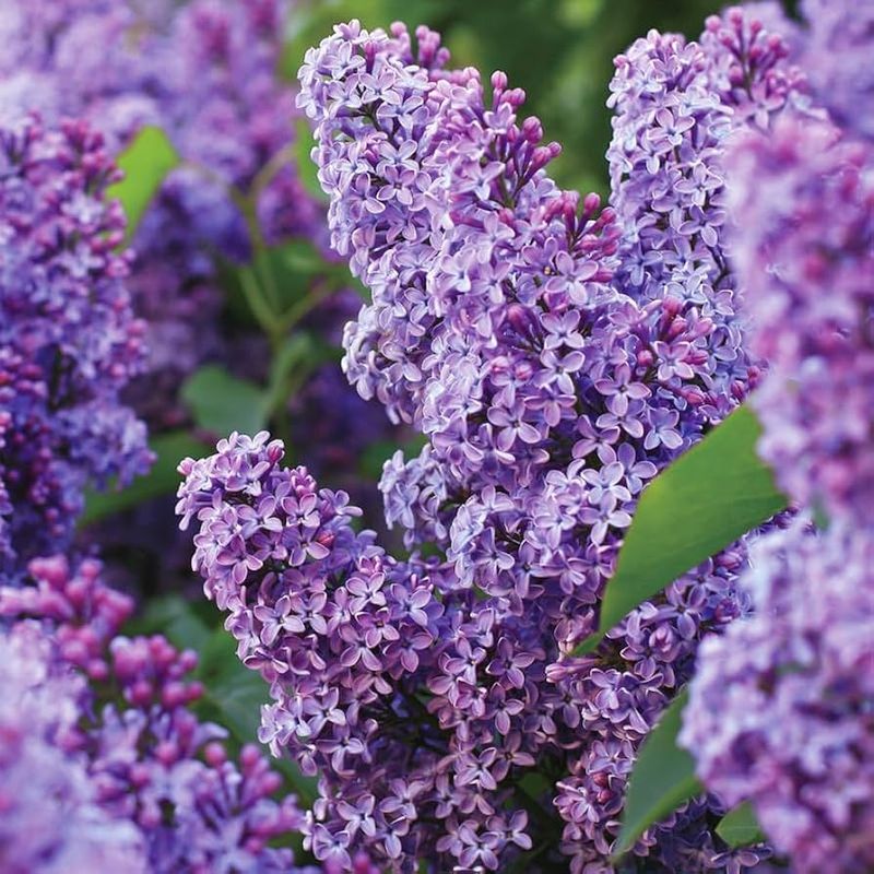 Lunar Lilac